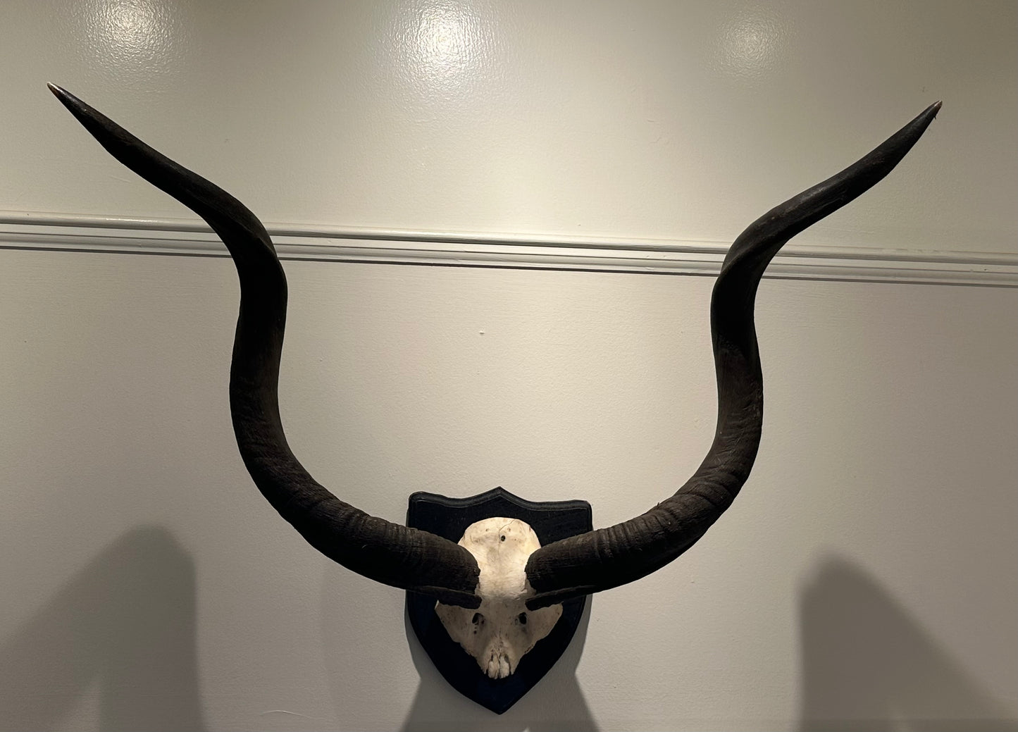 Mounted Kudu Horns