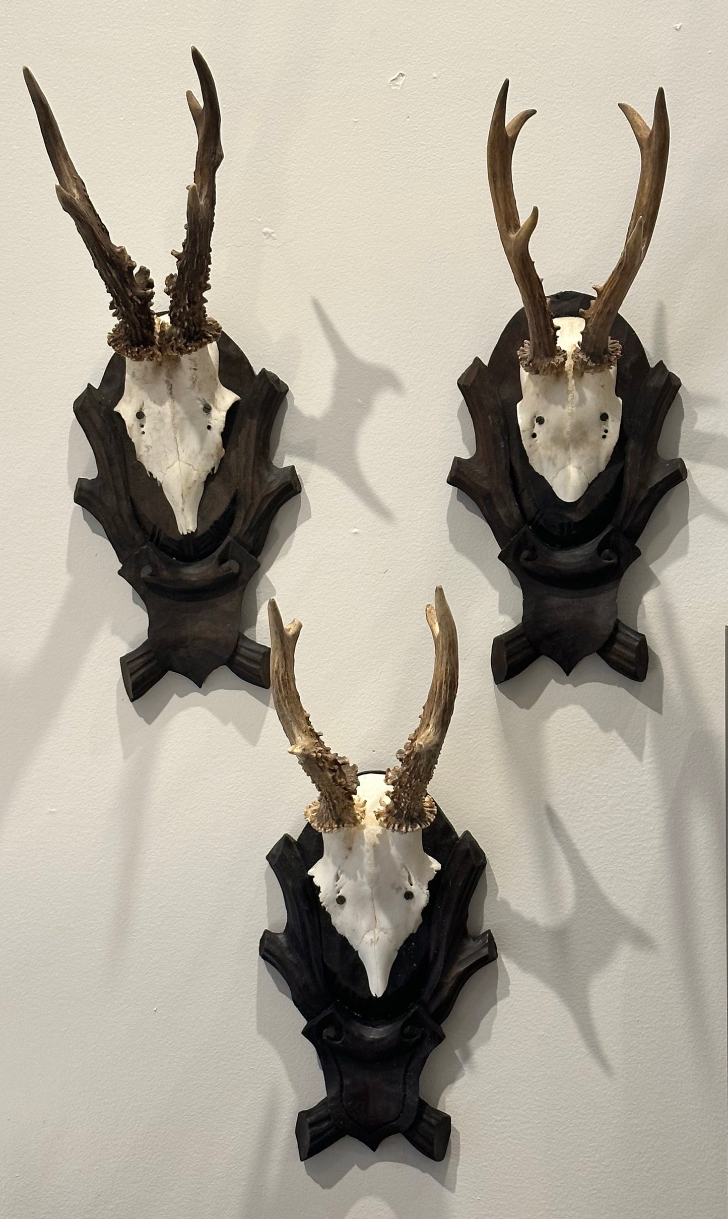 Roe Mount on a Black Forest Plaque