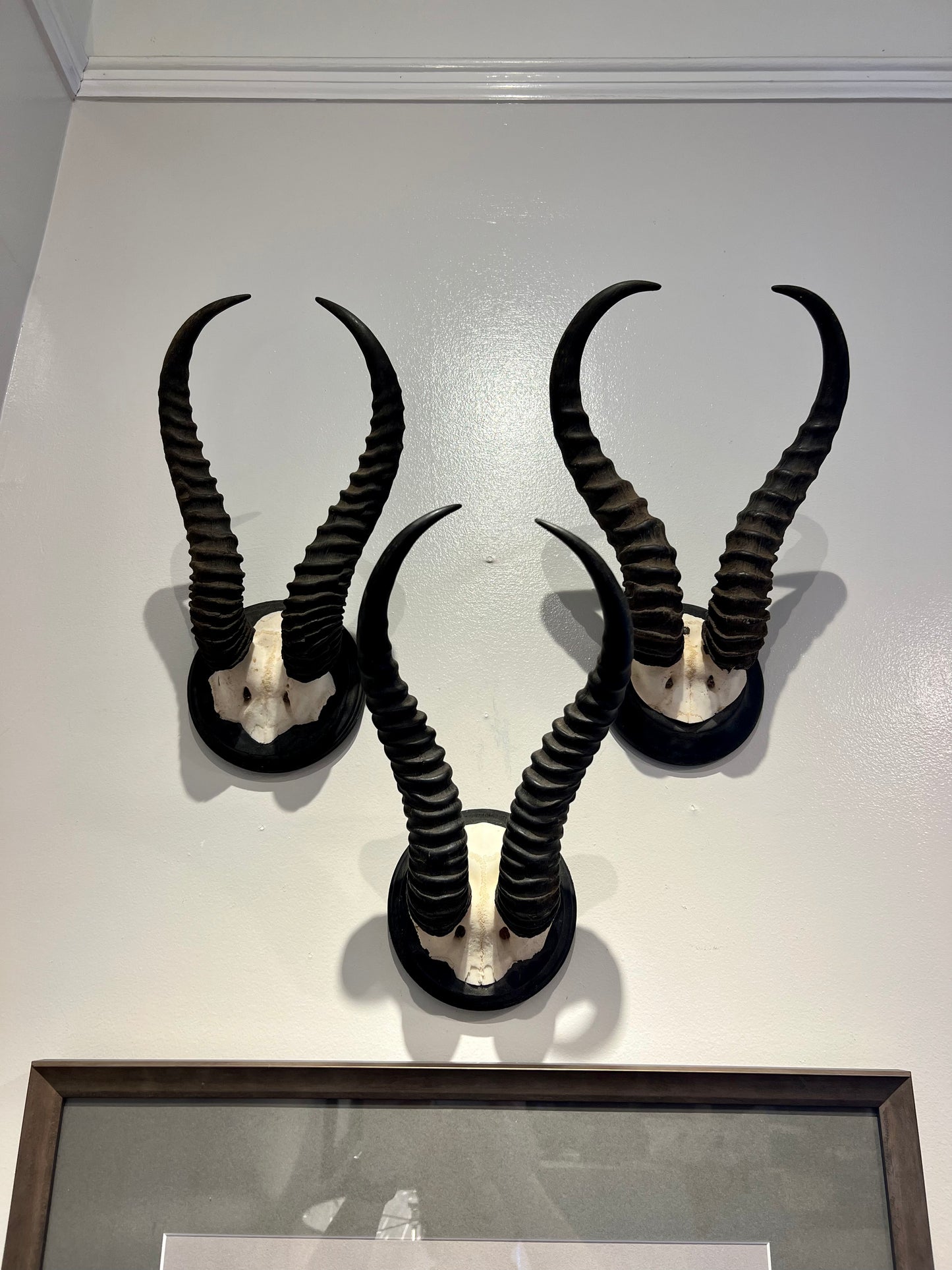 Mounted Springbok Horns