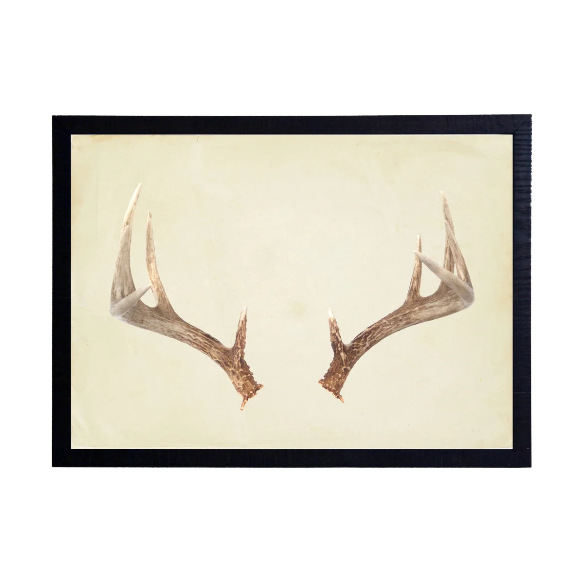 Antler (A)