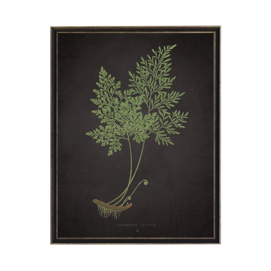 Fern Print- Black (A)