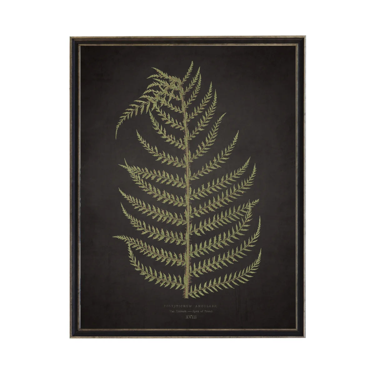 Fern Print- Black (E)