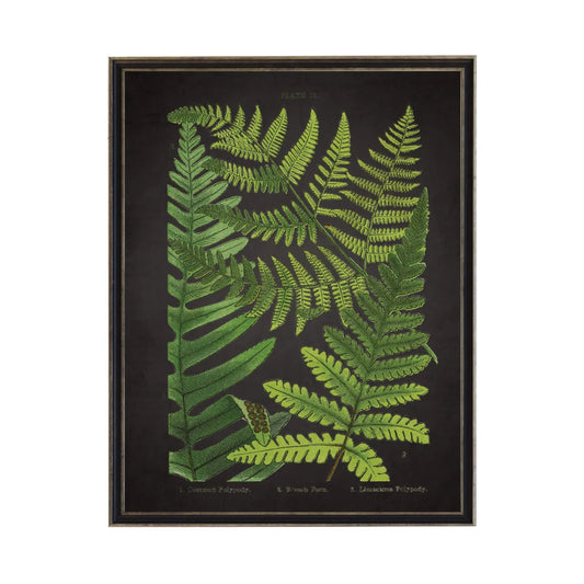 Fern Print- Black (G)