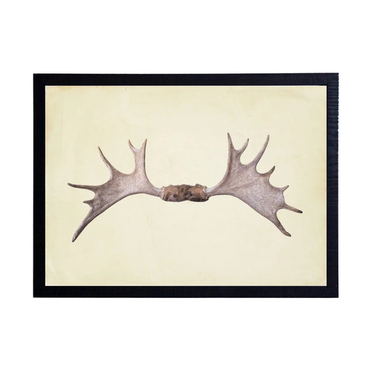 Antler (C)