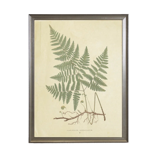 Fern Print (D)