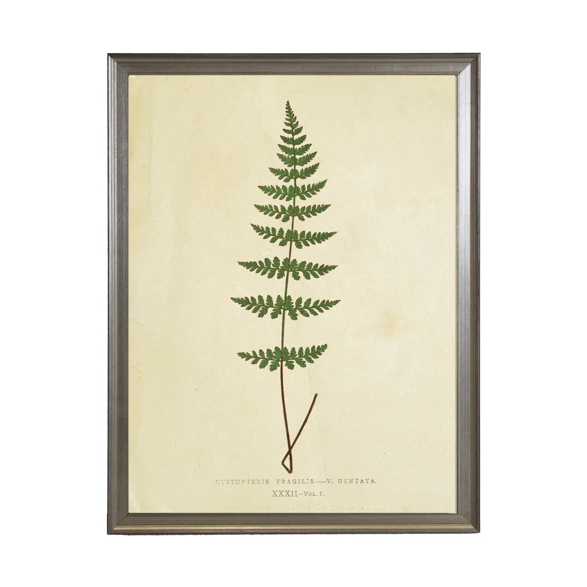 Fern Print (I)