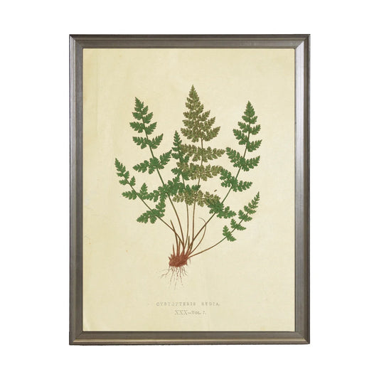 Fern Print (J)