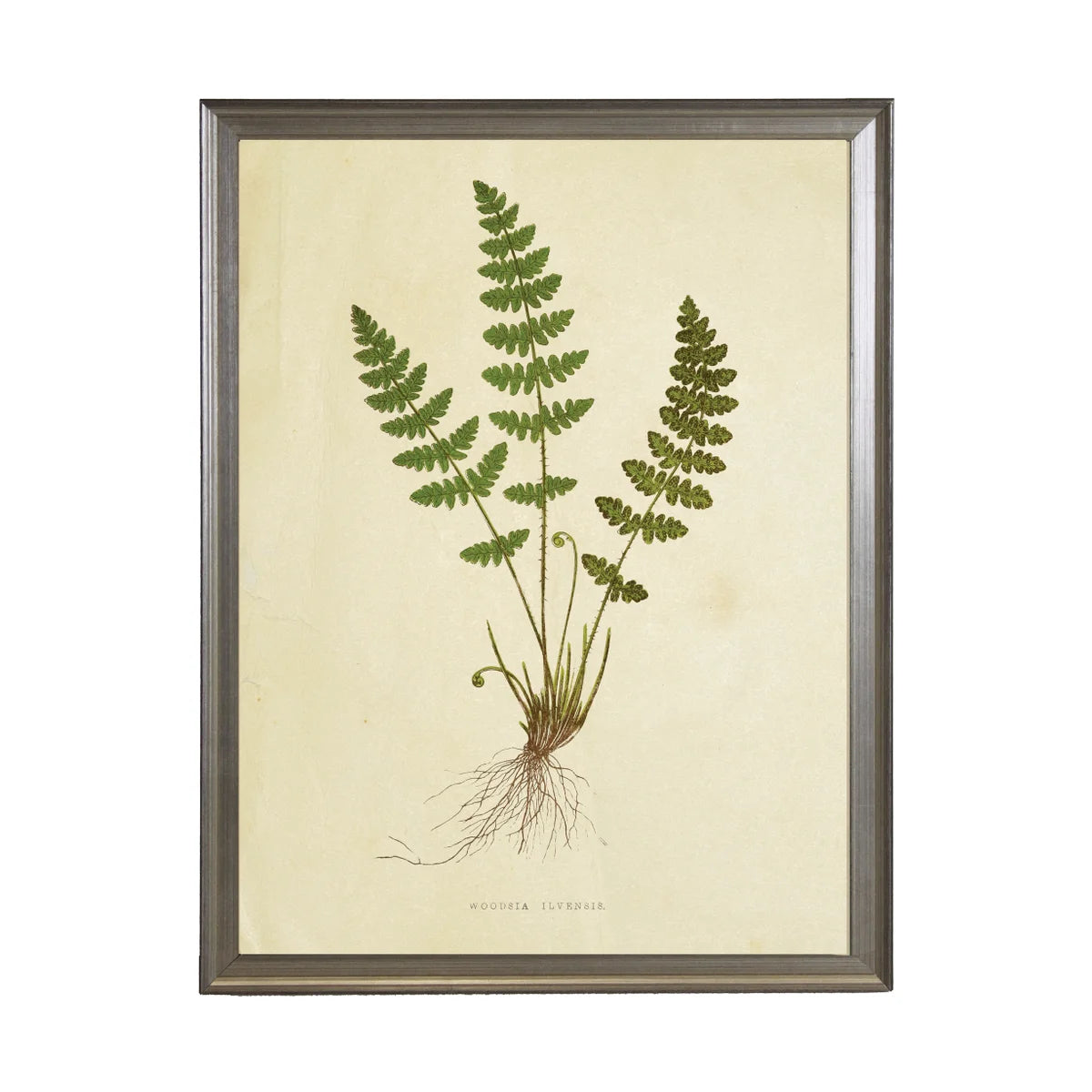 Fern Print (P)