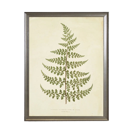 Fern Print (Q)