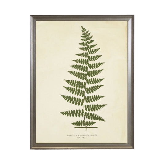 Fern Print (R)