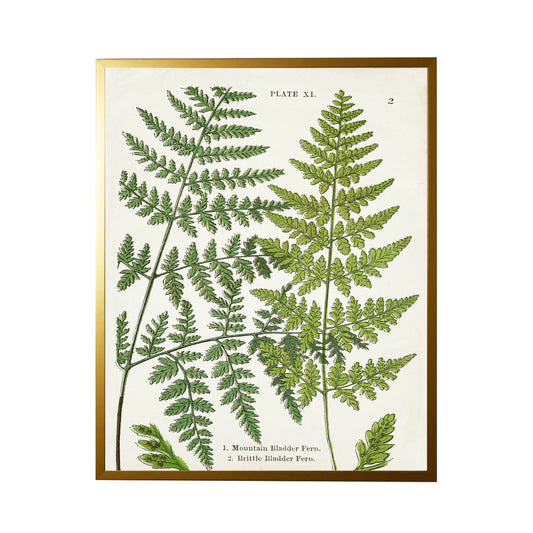 Fern Print- White (A)