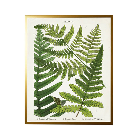 Fern Print- White (G)