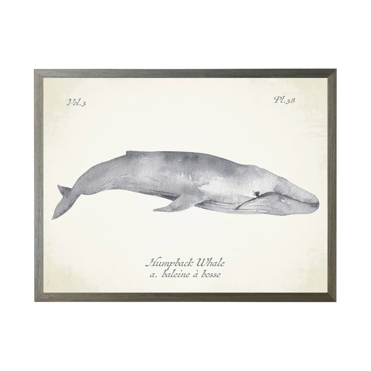 Whale (A)