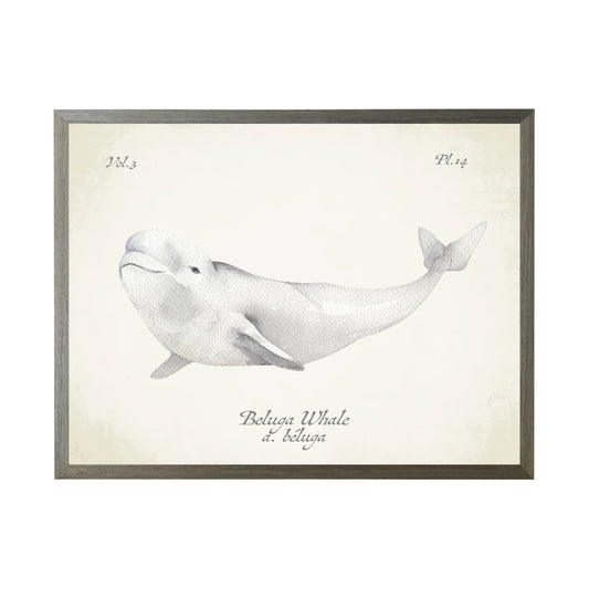 Whale (C)