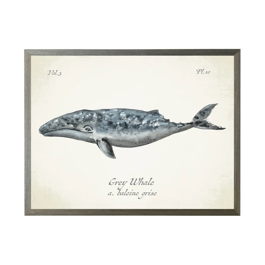 Whale (F)