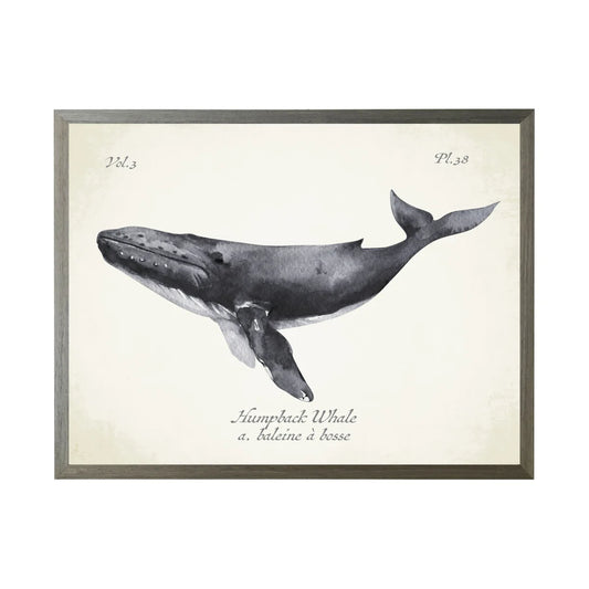Whale (G)